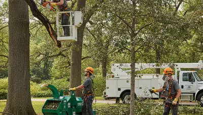 Arborist treating diseased tree in Columbus, OH for fungal and pest damage