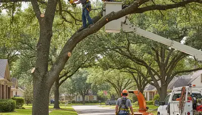 Columbus, OH arborist pruning a tree to improve health and safety on a residential property