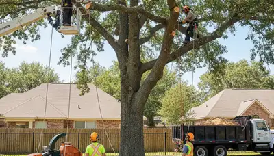Columbus, OH tree removal crew safely removing a hazardous tree from a residential property