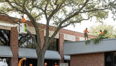 Tree service crew removing a tree in Columbus, OH for safe residential property maintenance