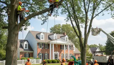 Tree service crew in Columbus, OH removing a tree for safe residential property cleanup