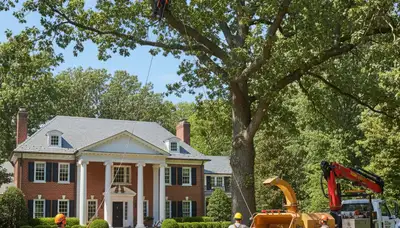 Tree service crew in Columbus, OH providing professional tree removal and cleanup for homeowners