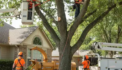 Columbus, OH tree trimming crew pruning branches for safe, professional residential tree care