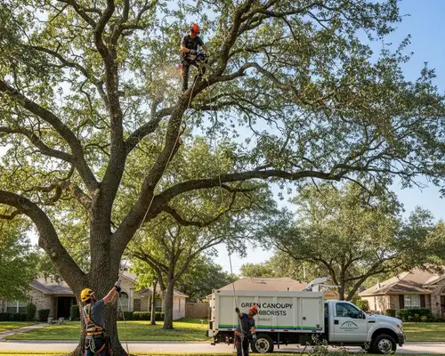 Tree trimming for canopy management in Columbus, OH by a professional tree service team